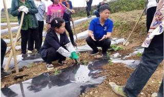 云天化集团 云天化集团