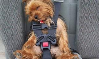 我要出去玩 我要出去玩