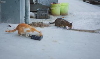 愿你三冬暖歌曲原唱