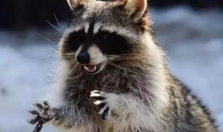 浣熊君为什么被禁了 浣熊君为什么被禁了