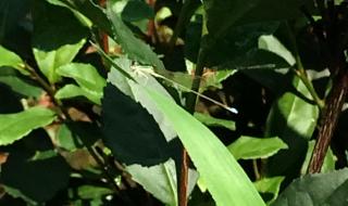 山泉水有寄生虫吗 农夫山泉回应水有虫