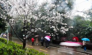 武汉大学樱花盛放