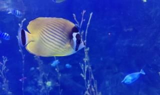 太平洋汉海海底世界