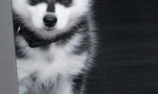 西高地犬多少钱一只 西高地犬多少钱一只