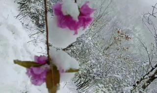 三月飞雪是什么兆头